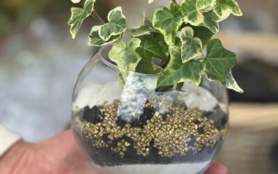 Atelier DIY terrarium végétal