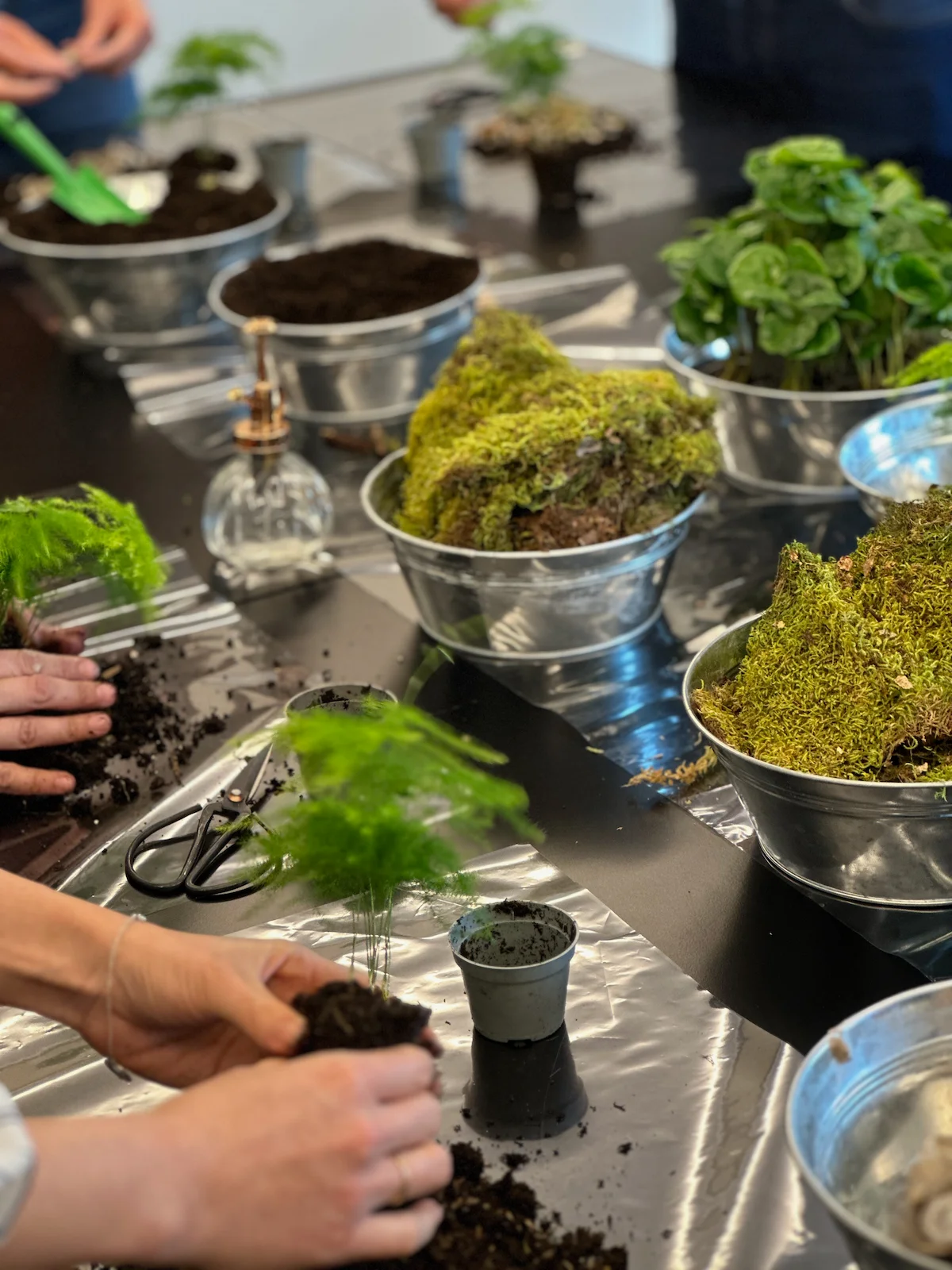 Ateliers DIY Kokedama | Accueil