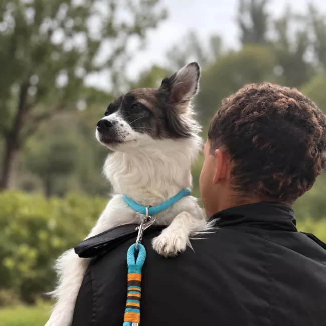 atelier creatif laisse de chien chat
